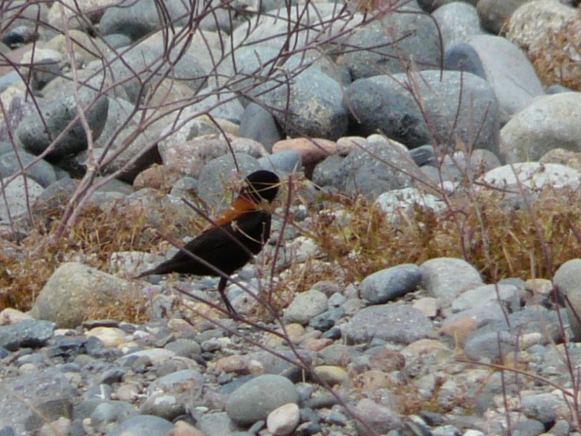 Foto Sobrepuesto Común