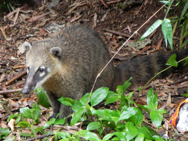 Foto Coatí