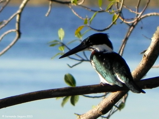 Photo Martín Pescador Mediano