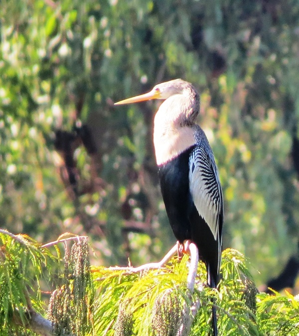 Foto Aninga