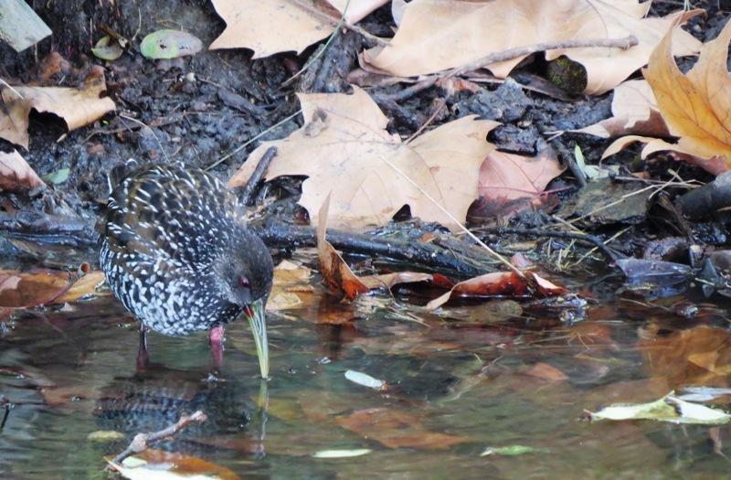 Photo Gallineta Overa