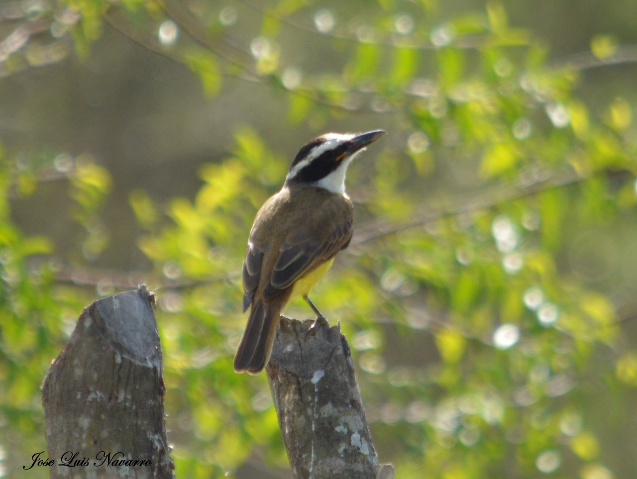 Foto Benteveo Común