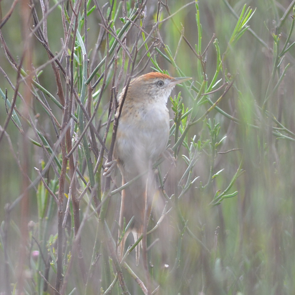 Foto Espartillero Enano