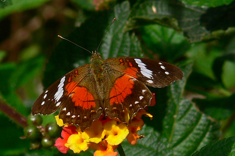 Foto Princesa Roja