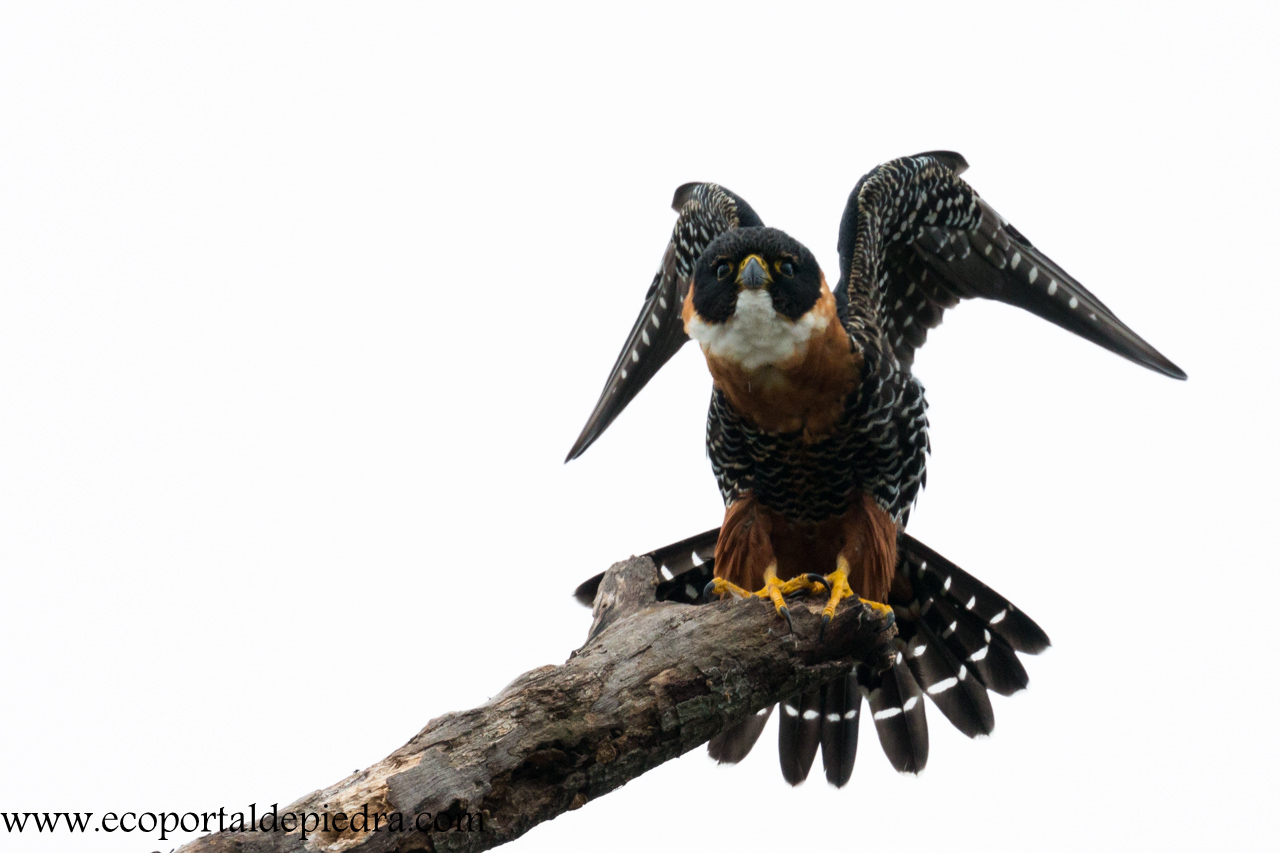 Foto Halcón Negro Grande