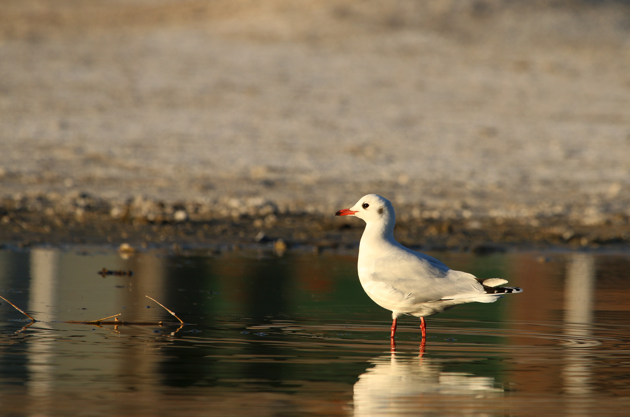 Photo Gaviota Capucho Café