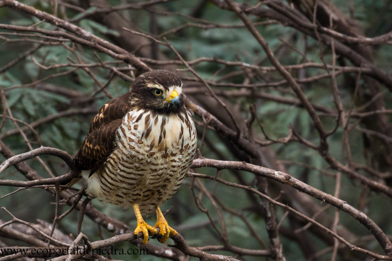 Foto Taguató Común