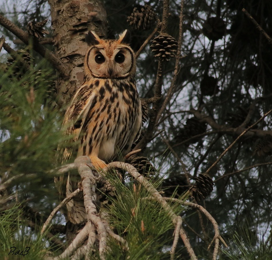 Foto Lechuzón Orejudo