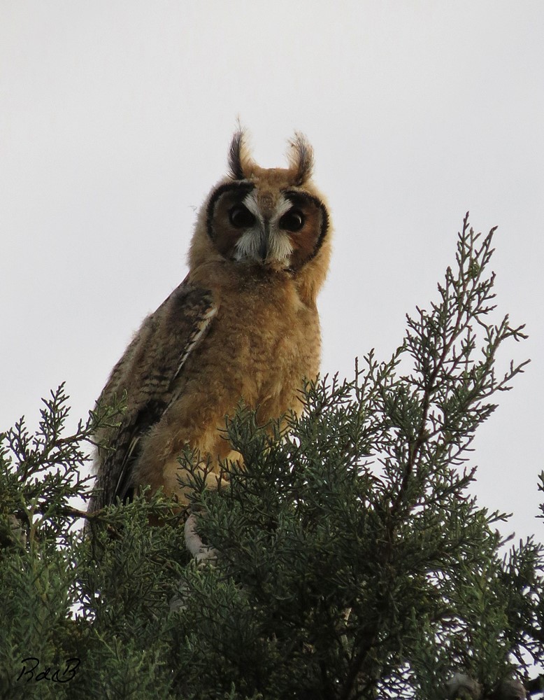 Foto Lechuzón Orejudo