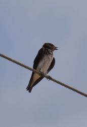 Foto Golondrina Doméstica