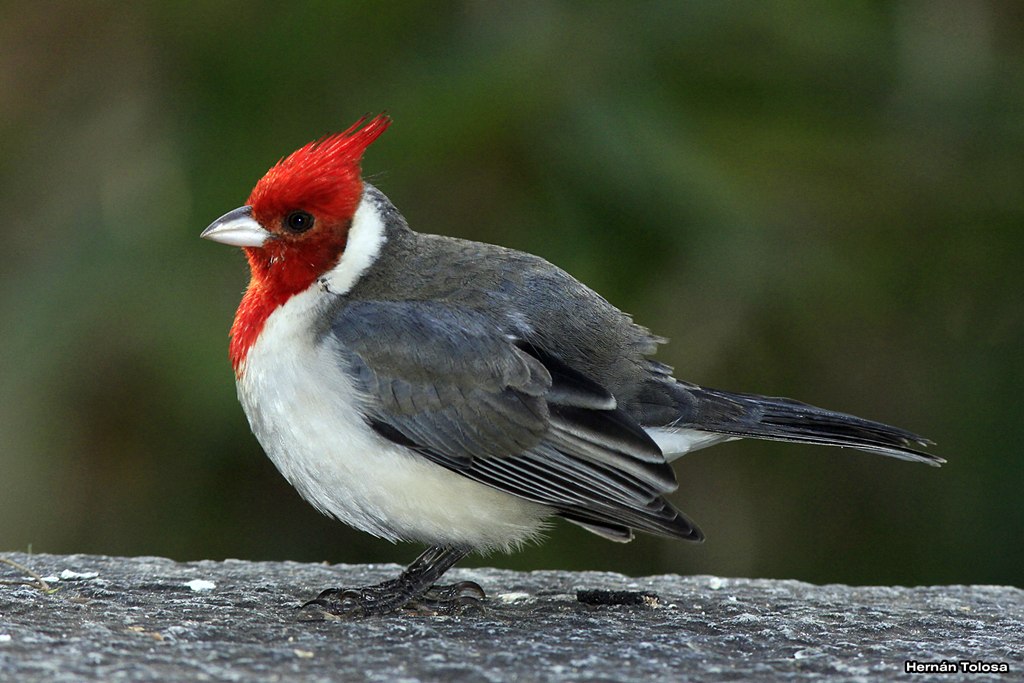 Photo Cardenal Común