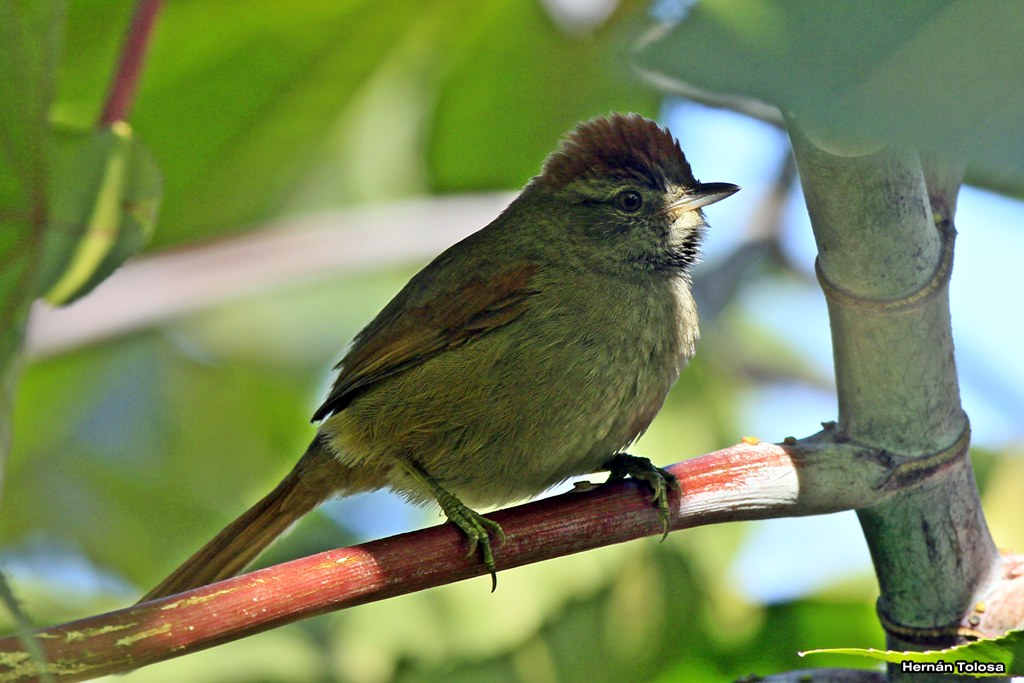 Foto Pijuí Frente Gris