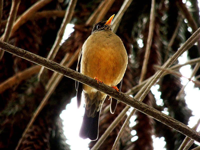 Photo Zorzal Patagónico