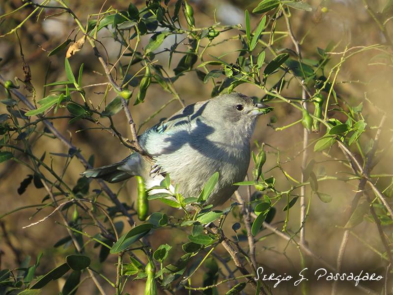 Foto Celestino Común