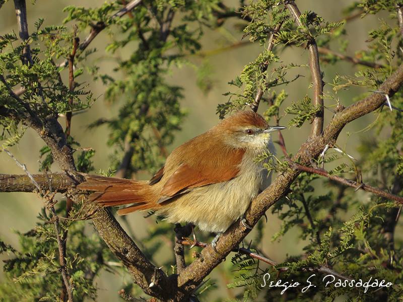 Foto Curutié Colorado