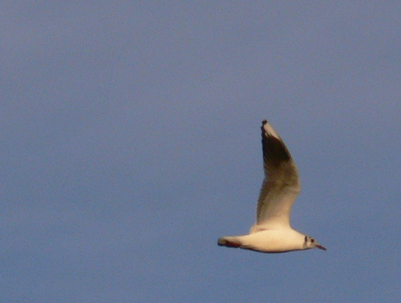 Photo Gaviota Capucho Café