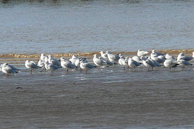 Photo Gaviota Capucho Café