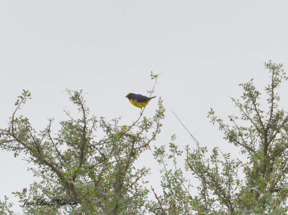 Photo Tangará Común