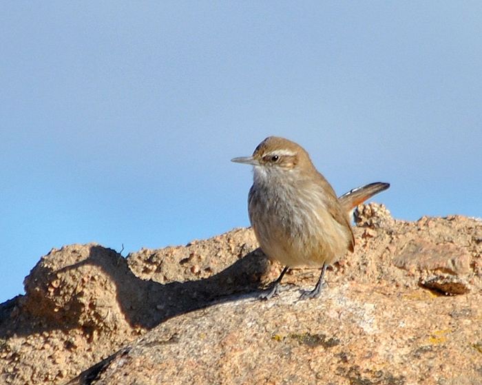Foto Bandurrita Patagónica