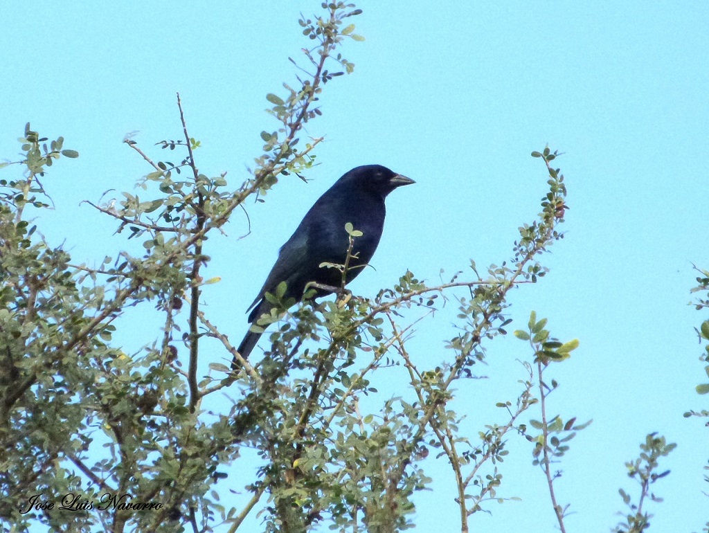 Foto Tordo Renegrido