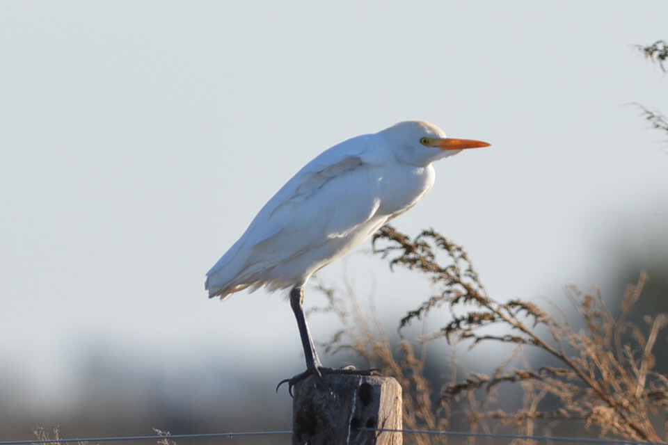 Foto Garcita Bueyera