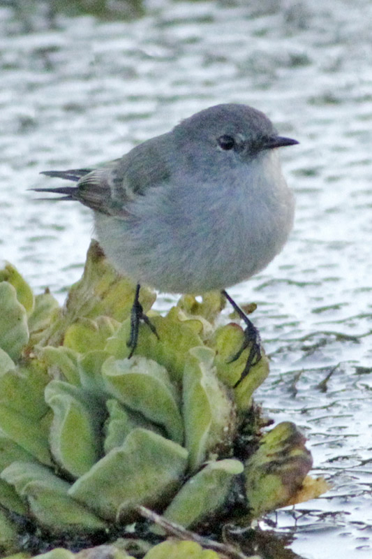 Photo Piojito Gris
