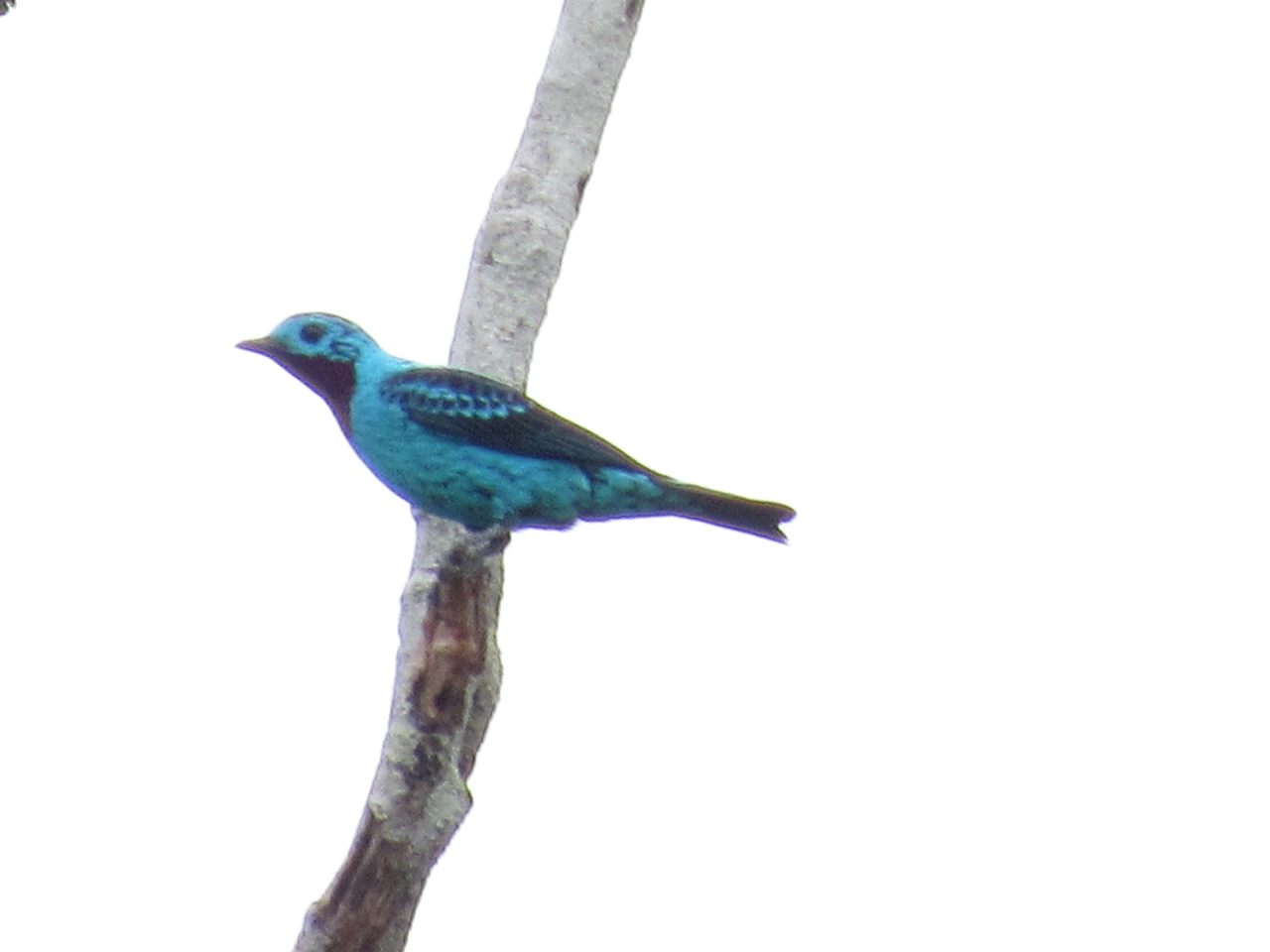 Foto Cotinga Celeste