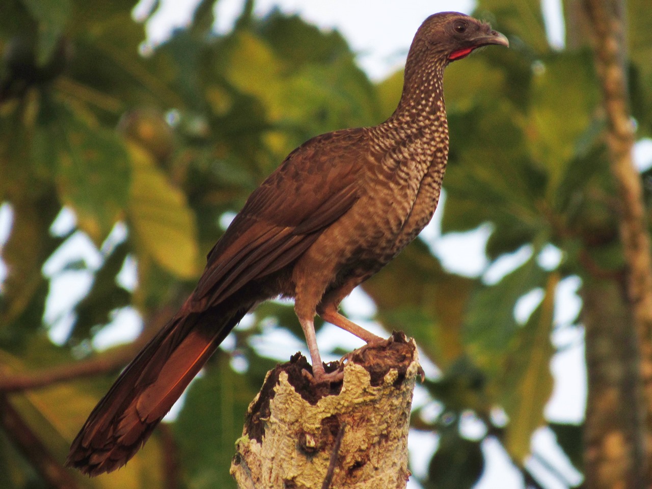 Foto Charata Manchada