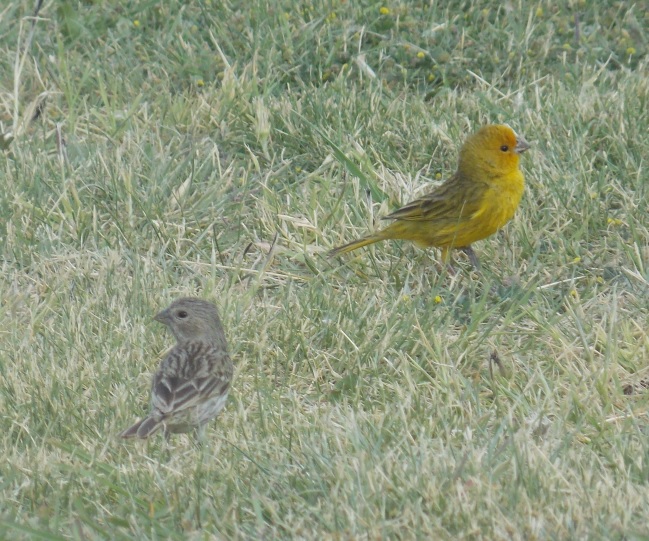 Foto Jilguero Dorado