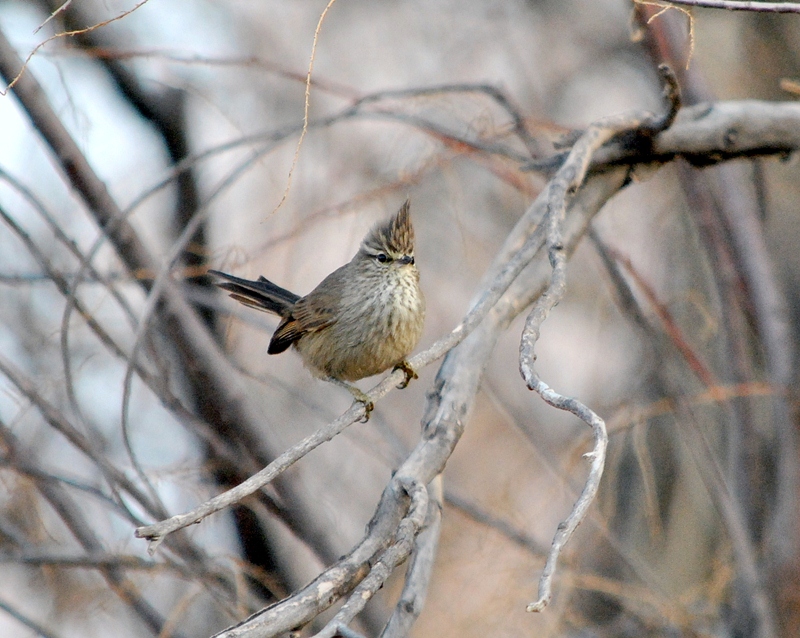 Foto Coludito Copetón