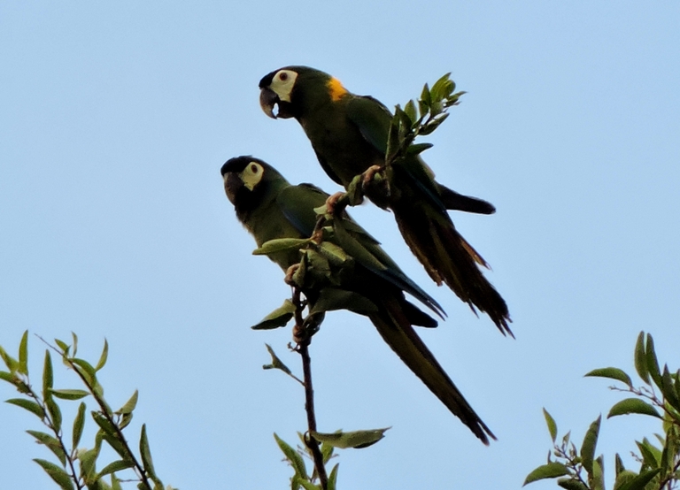 Foto Maracaná Cuello Dorado