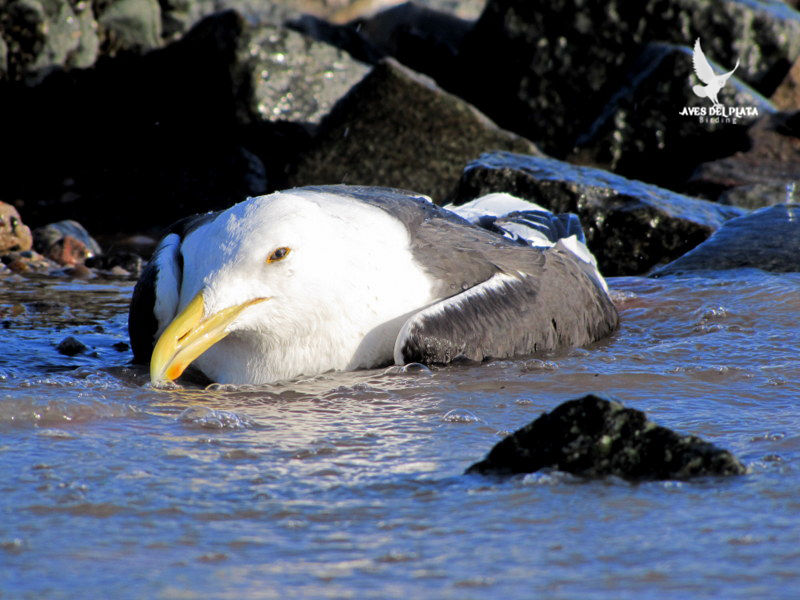 Photo Gaviota Cocinera