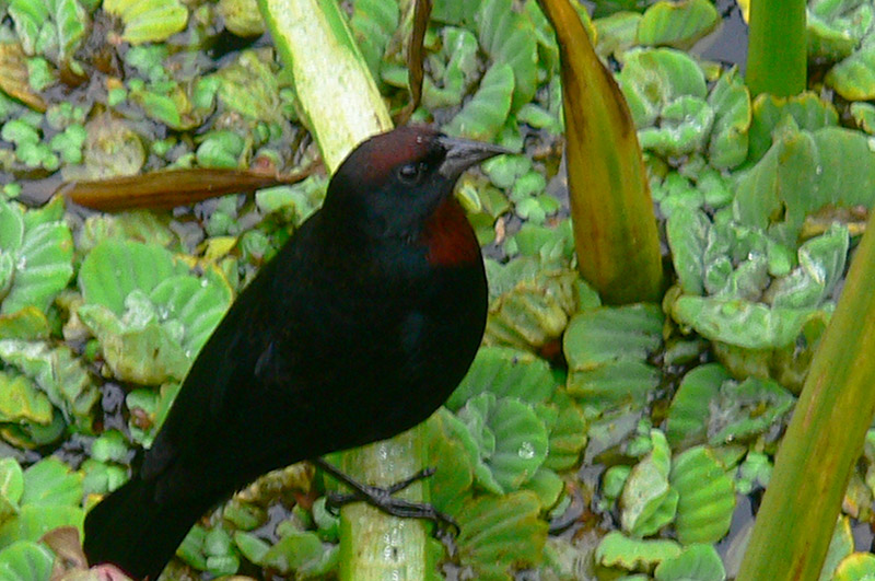 Foto Varillero Congo