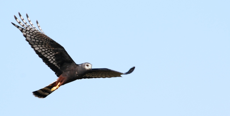 Foto Gavilán Planeador