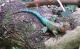 Guatemalan Emerald Spiny Lizard ()