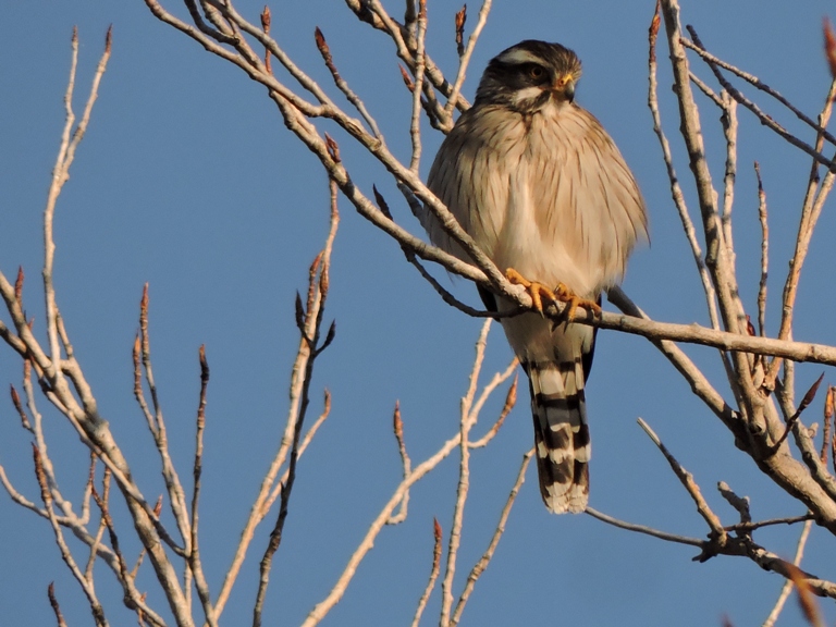 Photo Halconcito Gris