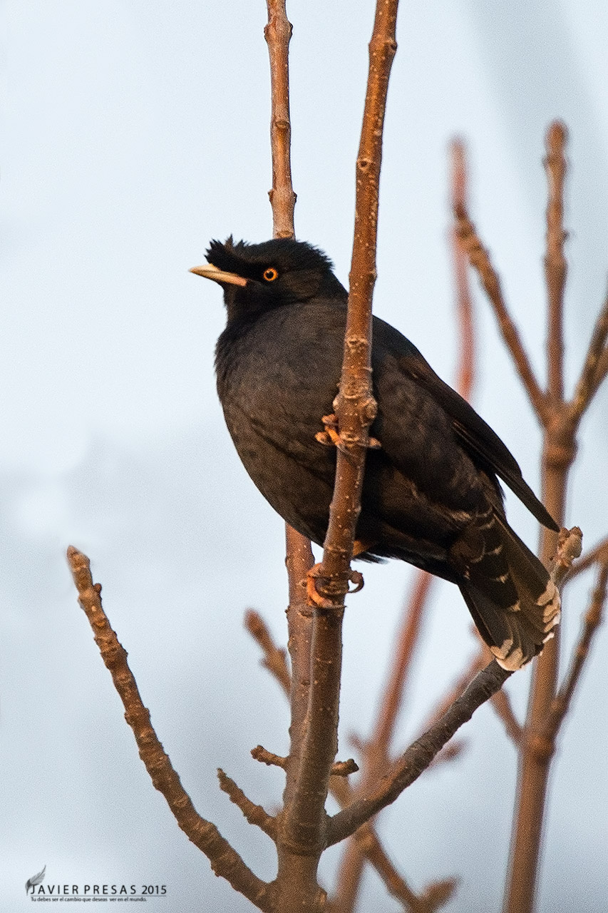 Photo Estornino Crestado