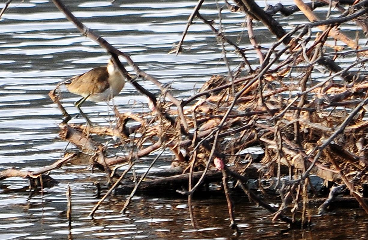 Photo Jacana