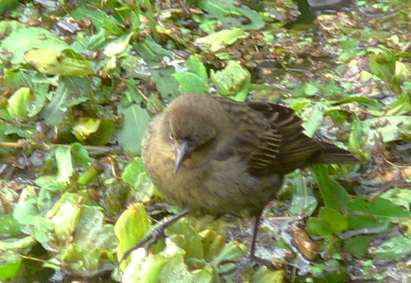 Foto Varillero Congo
