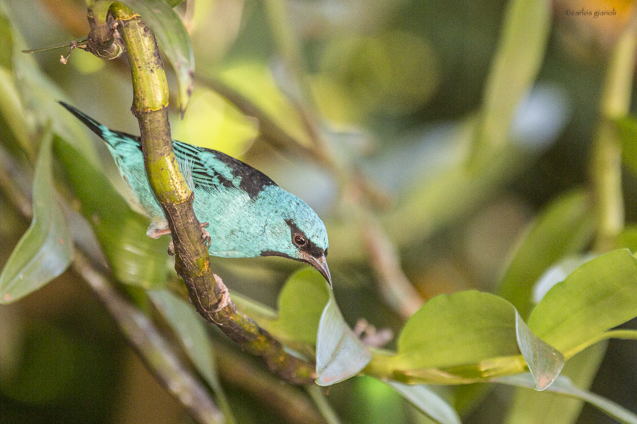 Foto Saí Azul