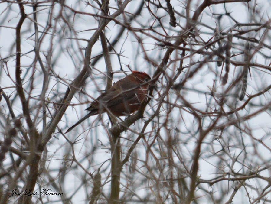 Photo Brasita de Fuego