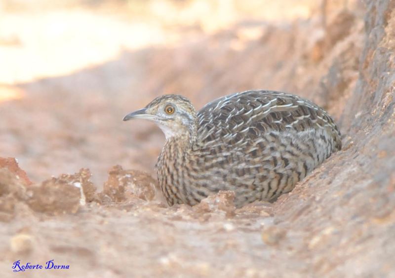 Photo Inambú Común