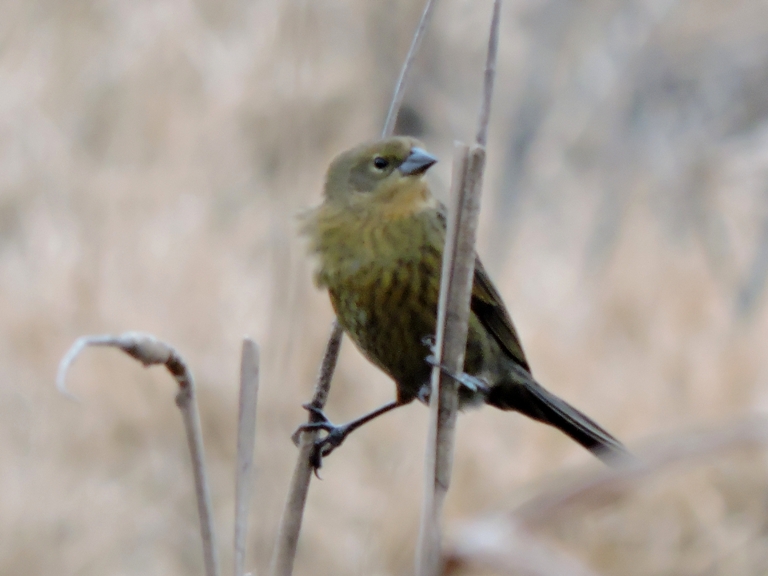 Foto Varillero Congo