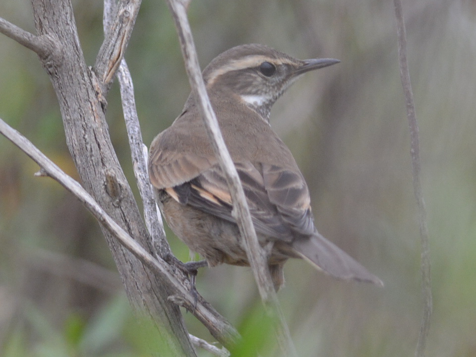 Foto Remolinera Común