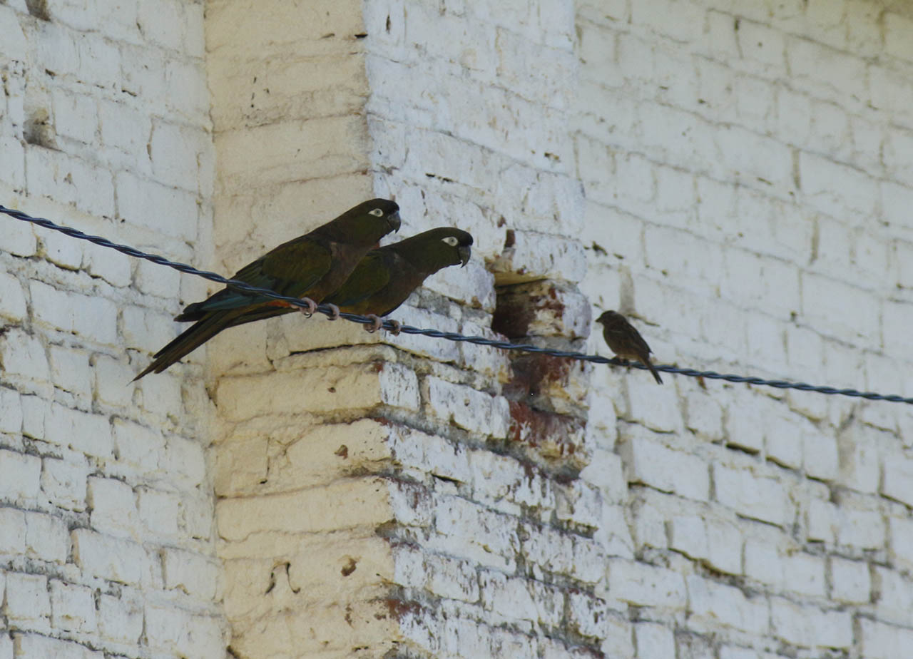 Foto Loro Barranquero