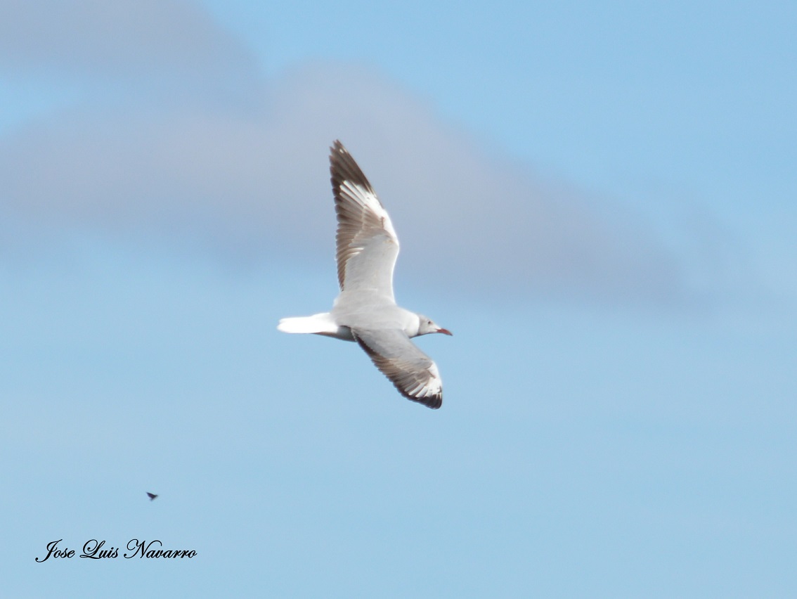 Foto Gaviota Capucho Gris