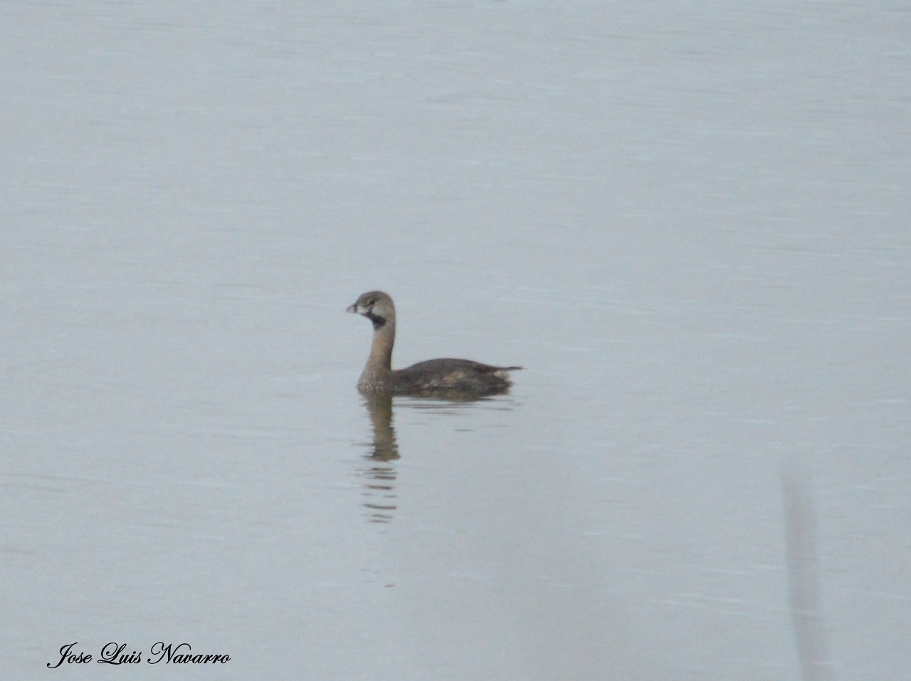 Foto Macá Pico Grueso