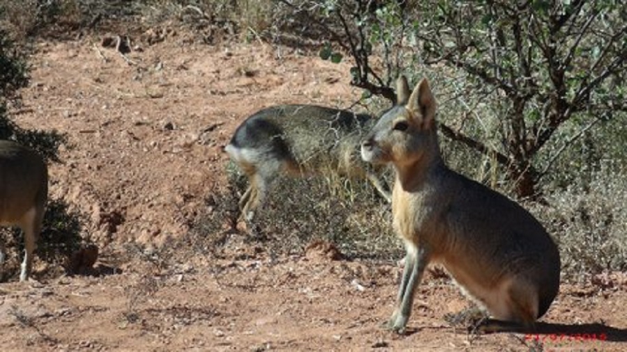 Photo Mara