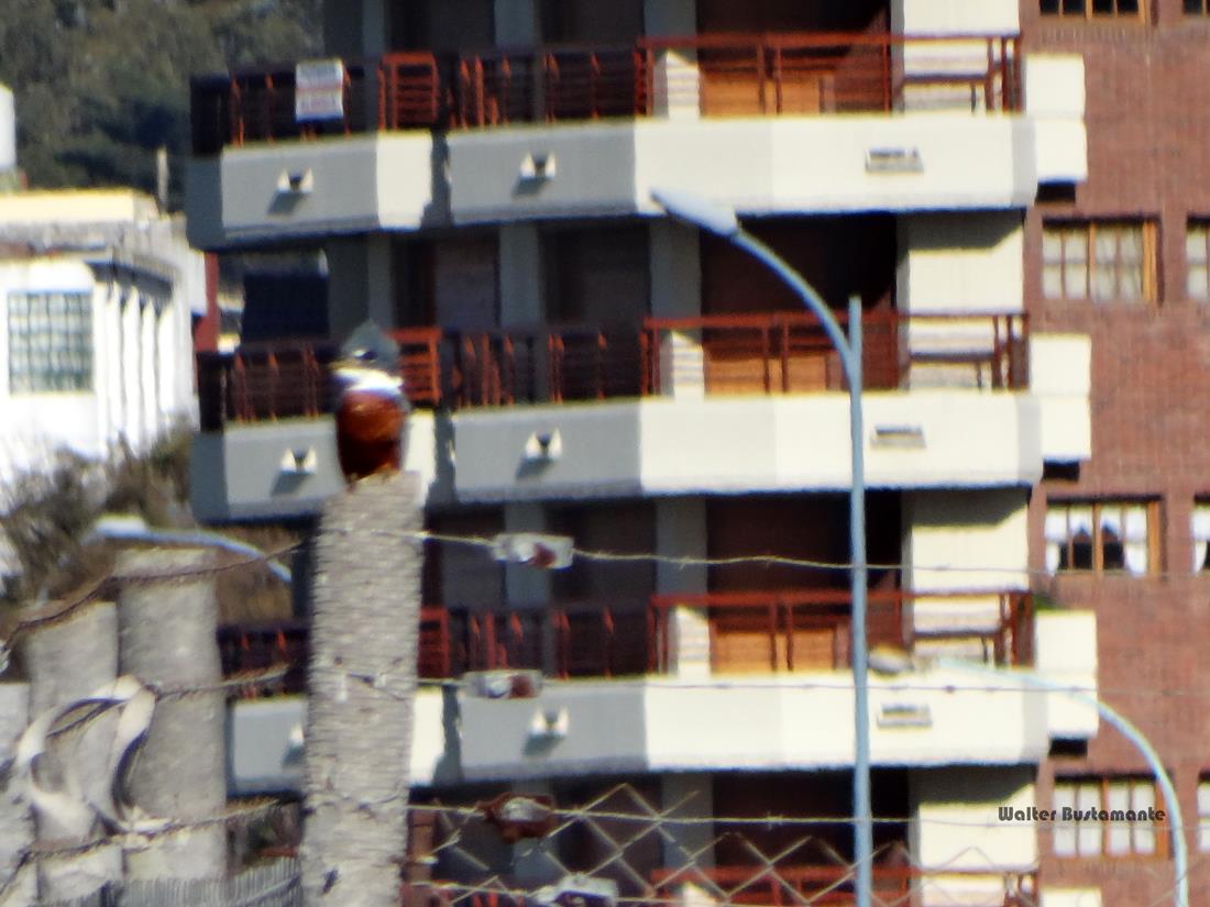 Photo Martín Pescador Grande