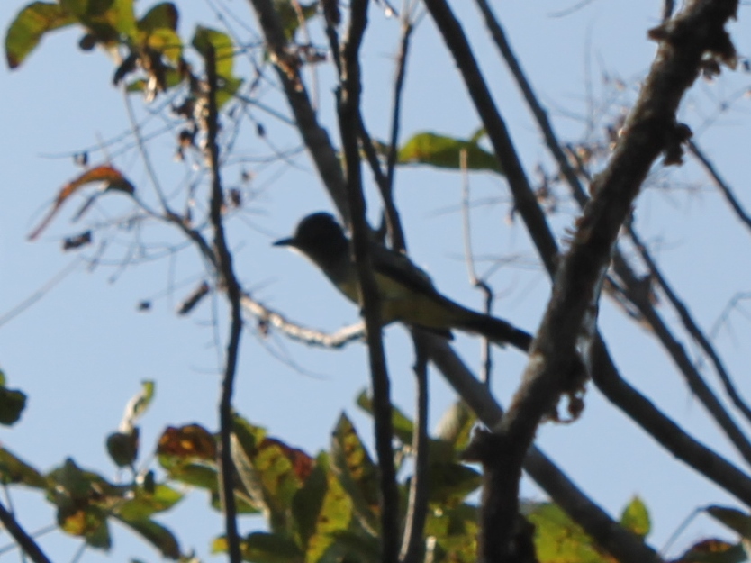 Foto Copetón Coronitiznado